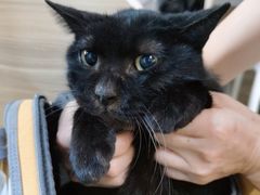 -纳吉亚猫专科动物医院(康都外科中心)