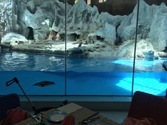 -帝企鹅自助餐厅•儿童岛•真企鹅(长隆企鹅酒店)