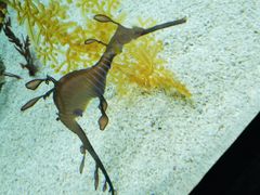 -东方明珠老上海8号餐厅(东方明珠广播电视塔店)