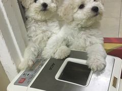 -美联众合动物医院·24h京西诊疗中心