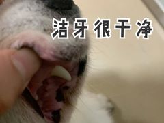 -宠福鑫动物医院(城北分院)
