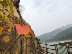 -羚羊峡古栈道森林公园