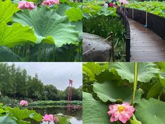 -陈家山荷花公园