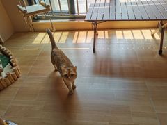 -唐小姐の私宠·宠物洗护美容·撸猫馆·购宠(周浦万达旗舰店)