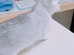 -谐和贝康宠物医院24小时·宠保定点(急重症转诊中心)