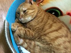 -李小姐の猫咖啡馆(五角场店)