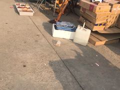 -中环花鸟鱼虫市场