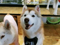 -Husky Go! 哈士奇体验馆·宠物咖啡厅狗咖