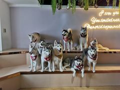 -Husky Go! 哈士奇体验馆·宠物咖啡厅狗咖