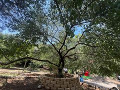 -北京西山国家森林公园