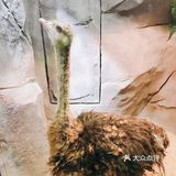 [加油]超可爱的室内动物园！