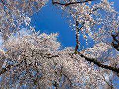 -醍醐寺