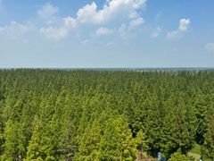 -黄海国家森林公园