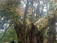 -南山植物园