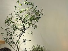 -喜茶(北京财富购物中心店)