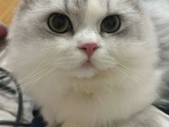 -瑞鹏宠物医院·骨科·猫科·内科(第一中心)