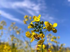 -光明小镇欢乐田园