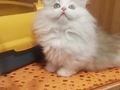 -欣宠猫屋·矮脚拿破仑·蓝金金渐层