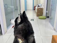 -全心全意连锁动物医院·微创中心·内科急重症·心脏专科(丰管路店)