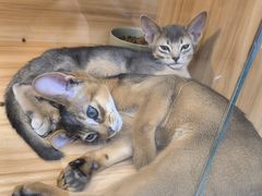 -猫十亿·布偶金渐层·曼基康矮脚猫舍(青年路店)