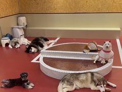 -和它·交个朋友·狗咖猫咖(爱琴海店)