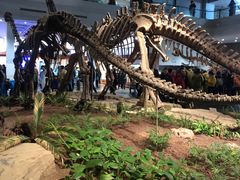 -自贡恐龙博物馆