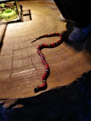 -酷嗒动物文化乐园(cutezoo西溪乐天城店)