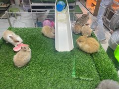 -保定市花鸟鱼虫市场