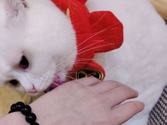 -猫咖时代(中山亭店)