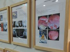 -半岛宠物医院24小时·内窥镜·牙科·碎石中心(府城大道店)