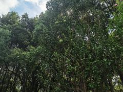 -美兰湖景区