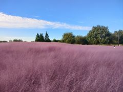 -羊亭河湿地公园