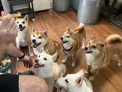 -柴犬高等学院·狗咖·柴犬售卖·宠物训练