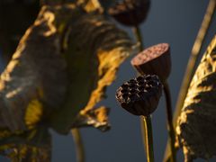 -野鸭湖国家湿地公园