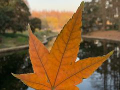 -上海共青森林公园