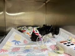 -宠颐生宠物医院·心肾内科·猫专科诊疗中心宠巢店