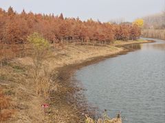 -合肥滨湖国家森林公园