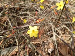 -金紫荆松骨休闲水会