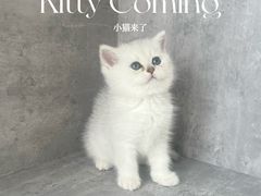 -小猫来了·猫舍(红山六九七九店)