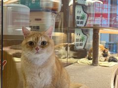 -米乐乖乖猫咪咖啡馆·猫咖(深圳湾后海汇店)