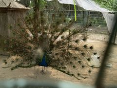 -前小桔亲子创意农场·草莓采摘·露营烧烤