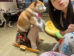 -逗柴咖啡屋·狗咖猫咖宠物桌游