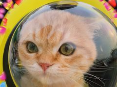 -东方名猫馆·英短金渐层布偶猫舍(环线广场1号楼店)