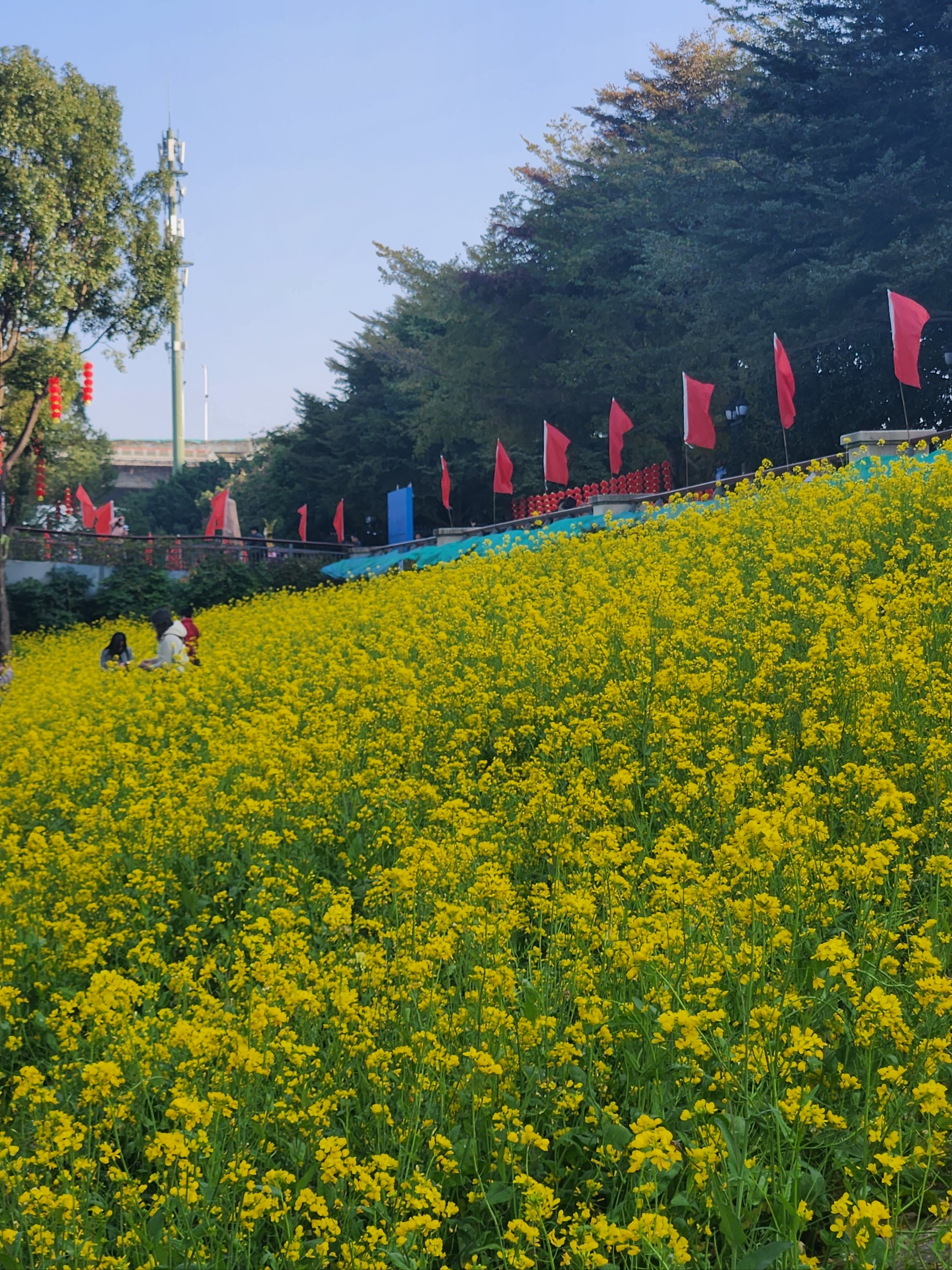 福州花海公园油菜花图片