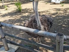 -大连森林动物园