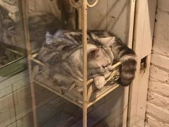 -猫咪博物馆(顶澳仔猫街店)