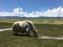 -青海湖国家重点风景名胜区
