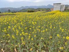 -桑洲油菜花景区