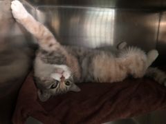 -宠颐生猫科·内科皮肤科(西平世纪城店)