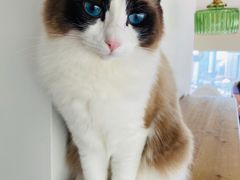 -Catmate·猫肥家润(金润铂宫店)
